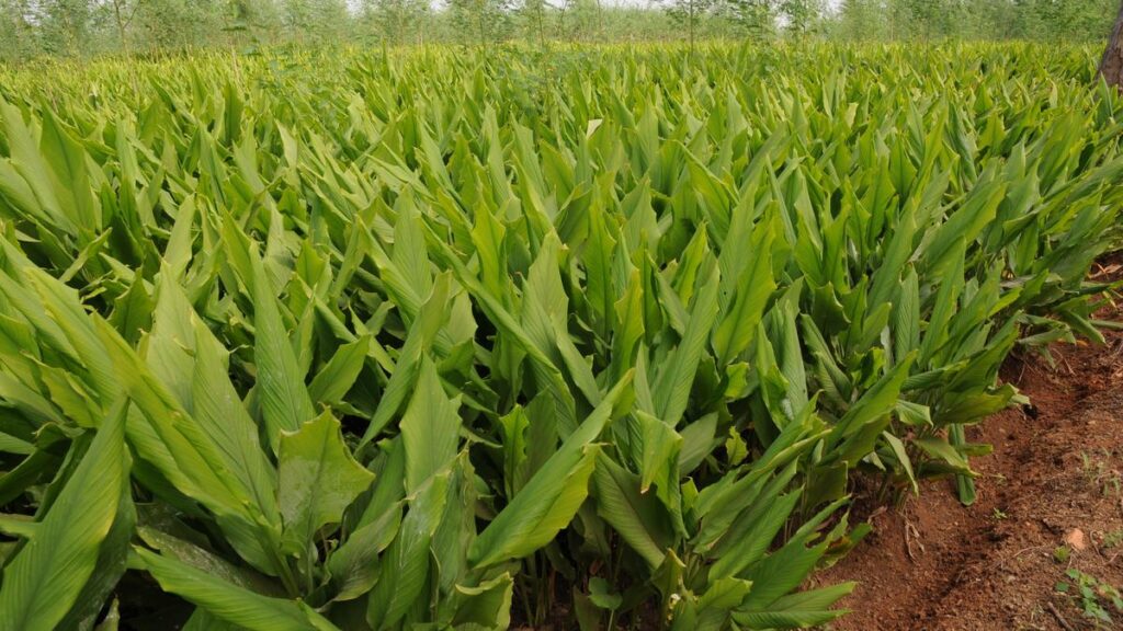 In Erode, selling turmeric for Pongal is not for profit but for tradition