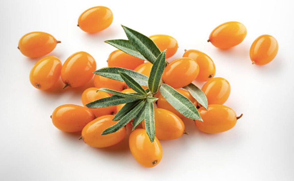 Incorporate Sea Buckthorn Into Your Diet To Achieve Its Amazing Health Benefits