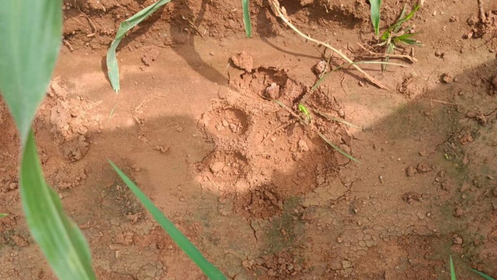 Male tiger enters Nallajerla Reserve Forest en route to Papikonda National Park