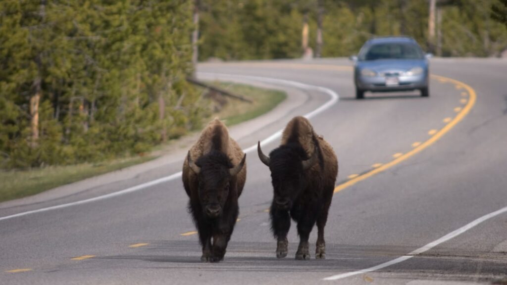 Montana has the most deadly car crashes per capita