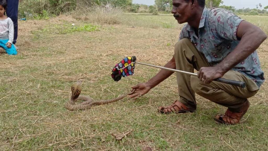 No money for meat, so we eat rats: The Indian snake catcher | Features