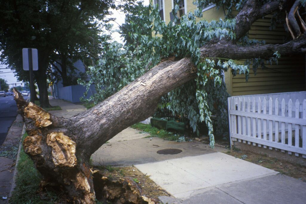 Portland Requires Homeowners Get Permits To Move Fallen Trees Off Houses