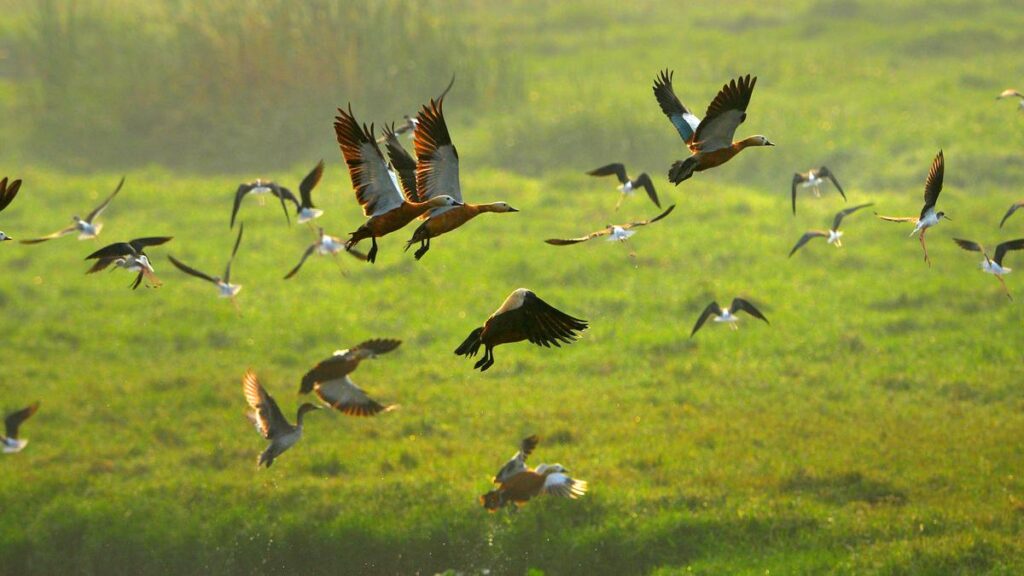 Birders in Visakhapatnam report a drop in number of species during the Asian Waterbird Census