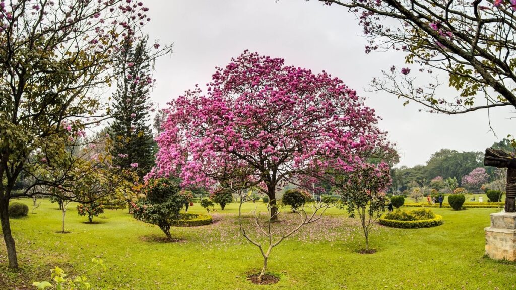 pink flower tree in bengaluru