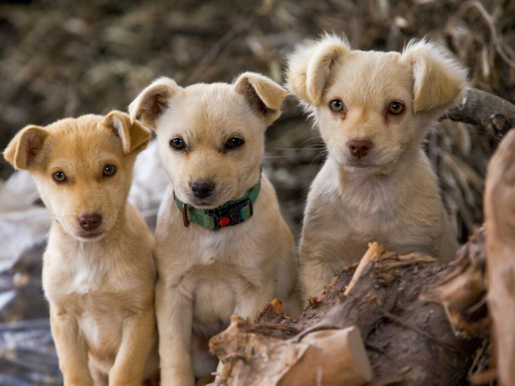 Northwest Syria’s love for puppies, kittens blooms a year after earthquake | Turkey-Syria Earthquake