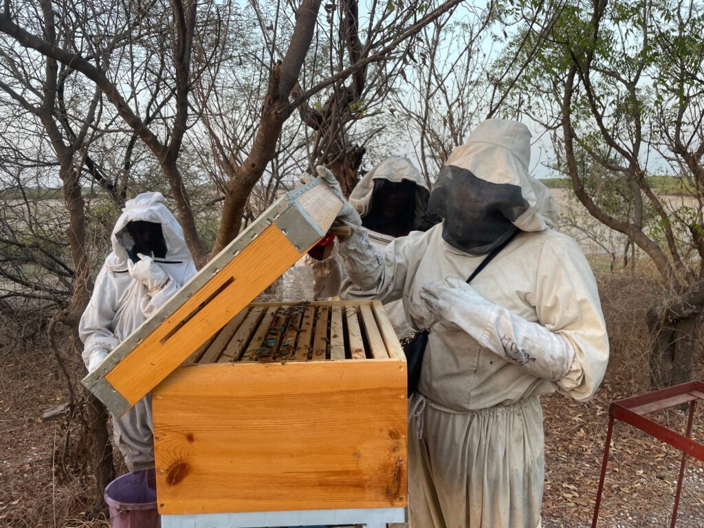 The beekeepers of Sine Saloum: How all-women team tends to Senegal mangrove | Environment