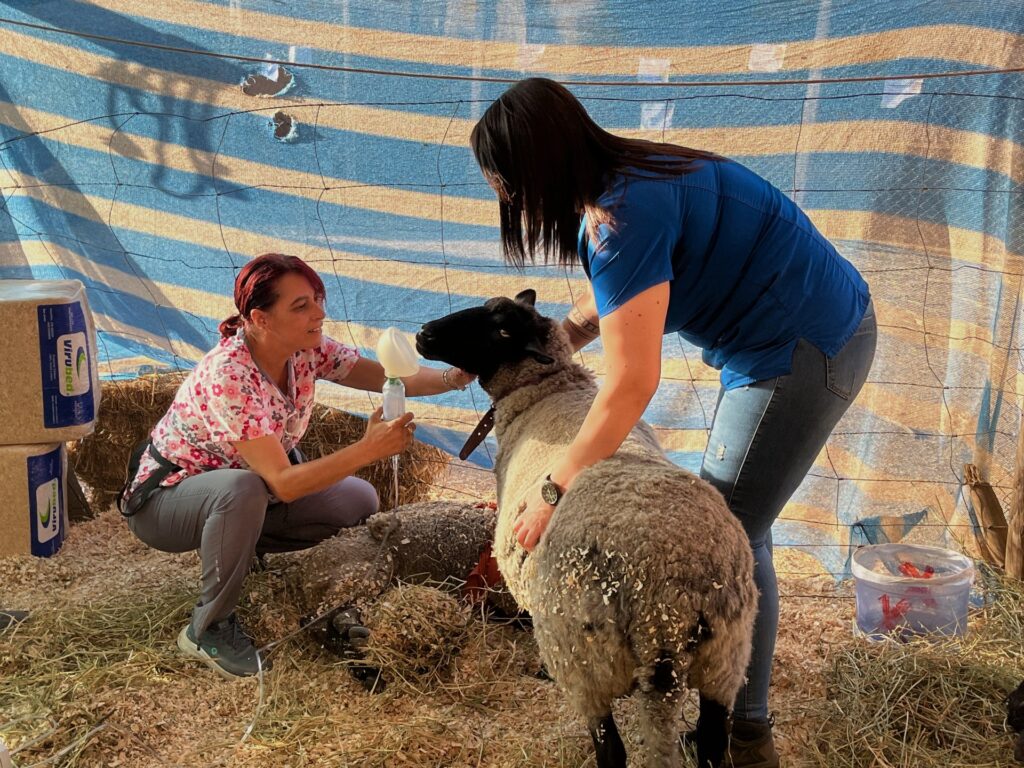 ‘Part of the family’: Chilean wildfire victims hold out hope for lost pets | Climate Crisis News