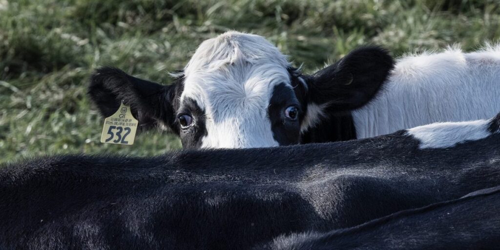 Avian influenza spreads to dairy herds in Michigan, Idaho