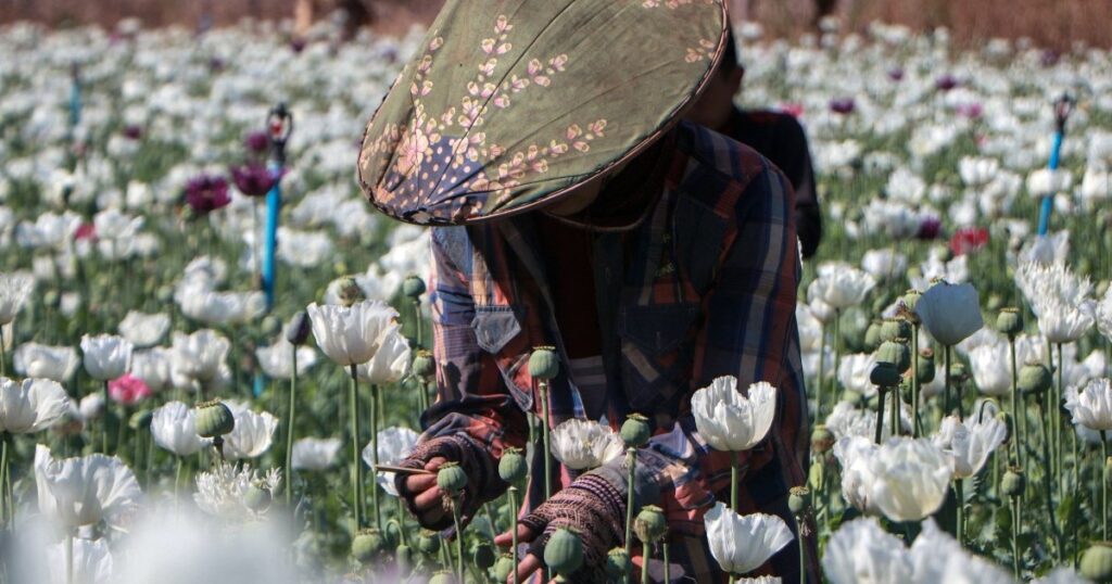 Boom time for Myanmar opium farmers amid coup chaos | Drugs News