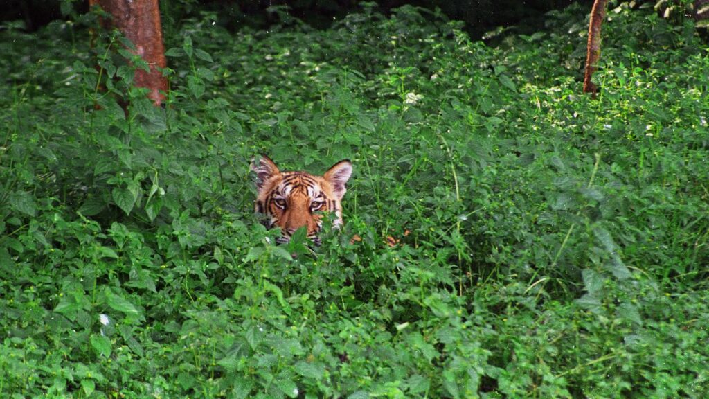 Elusive tiger continues to evade capture in Kerala’s Kannur district