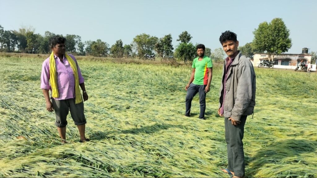 एमपी के सिवनी में किसानों की फसल खराब मौसम की भेंट चढ़ गई (फोटो: किसान तक)