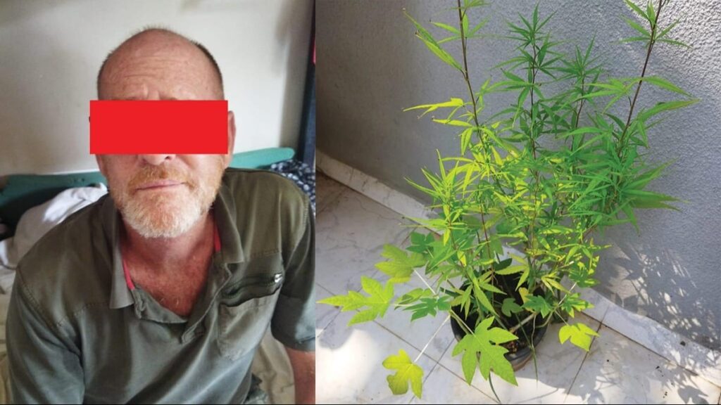 British man grows ganja on terrace in Goa house, charged