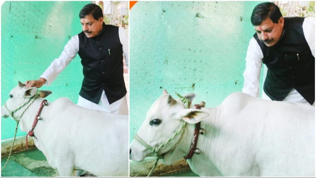 Madhya Pradesh Chief Minister Mohan Yadav with the Punganur cows. (Photo: drmohanyadav51/X)