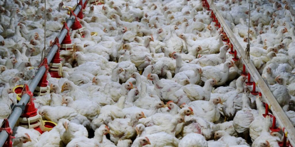 Texas avian flu spreads from cows to humans and chickens, with 2 million hens destroyed