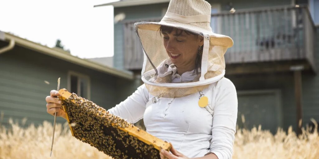The number of bee colonies has reached an all-time high